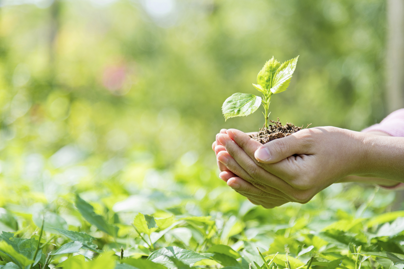 Urban forests have role in carbon emissions offset: Study