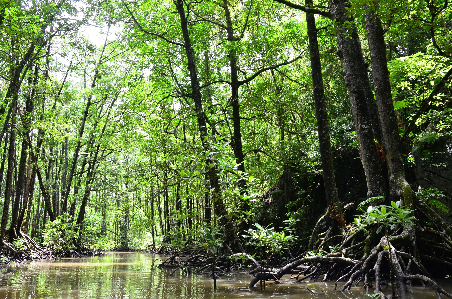 Drones, early warning systems, mangroves